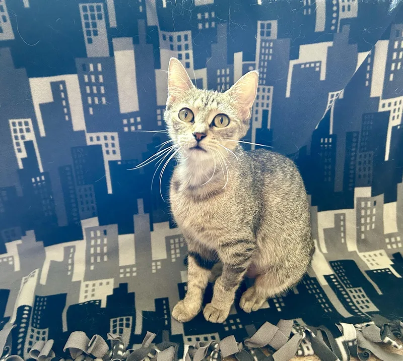 A young small-sized female Tabby (Buff / Tan / Fawn) Domestic Short Hair cat named Nini for adoption in La Salle, IL