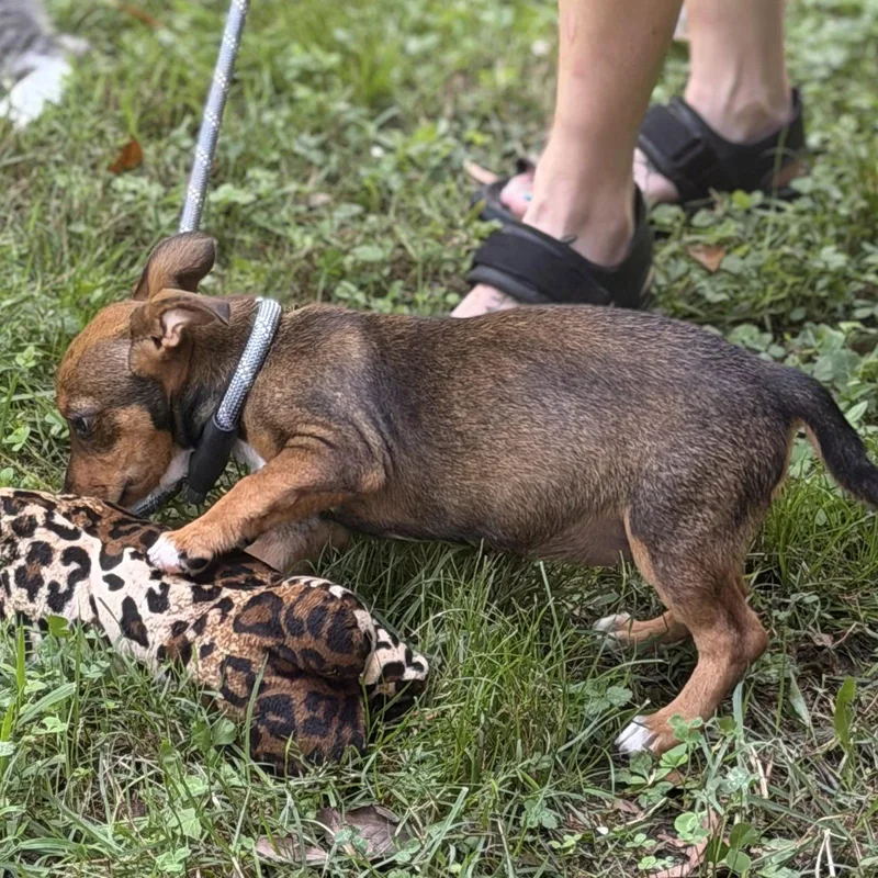 A baby medium-sized female Chihuahua dog named Naomi for adoption in Locust Fork, AL