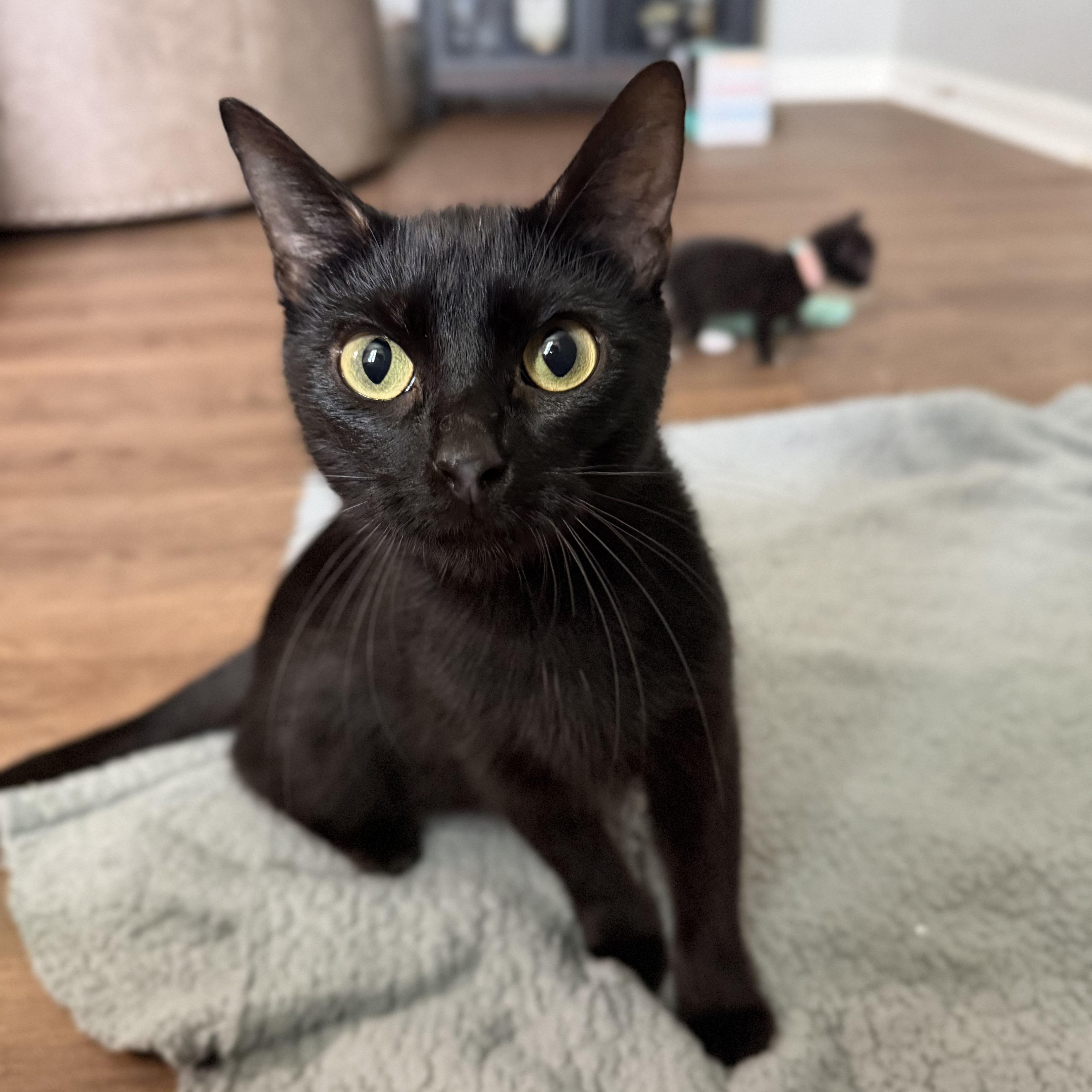 A baby medium-sized female Black Domestic Short Hair cat named Poppy for adoption in Naperville, IL