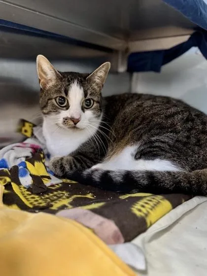 An adult large-sized female Tabby (Brown / Chocolate) Domestic Short Hair cat named Milo for adoption in Midland, MI