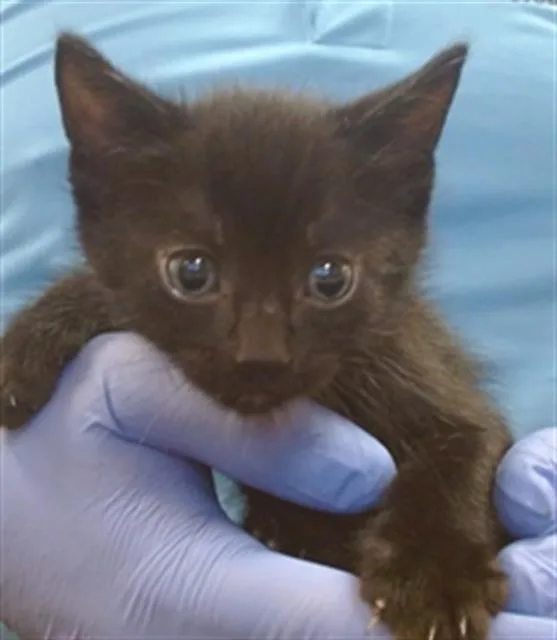 A baby small-sized male Domestic Short Hair cat named Totoro for adoption in Miami, FL