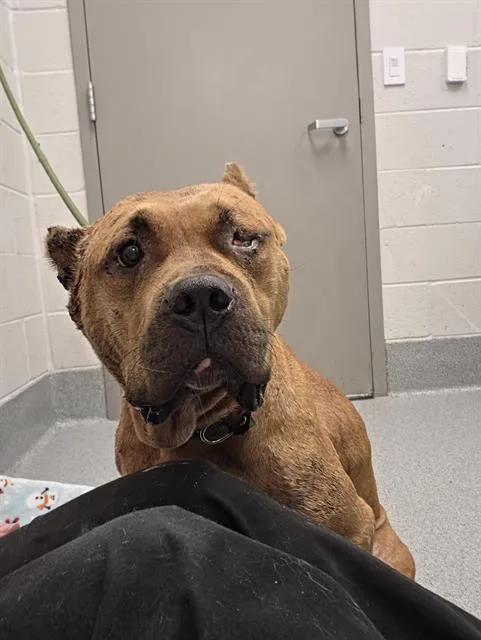A young large-sized female Pit Bull Terrier dog named Reba for adoption in Indianapolis, IN
