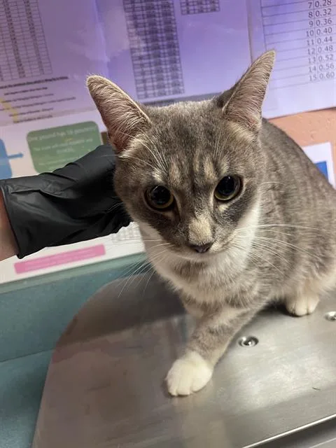 An adult large-sized female Domestic Short Hair cat named Daisy for adoption in Columbia, SC