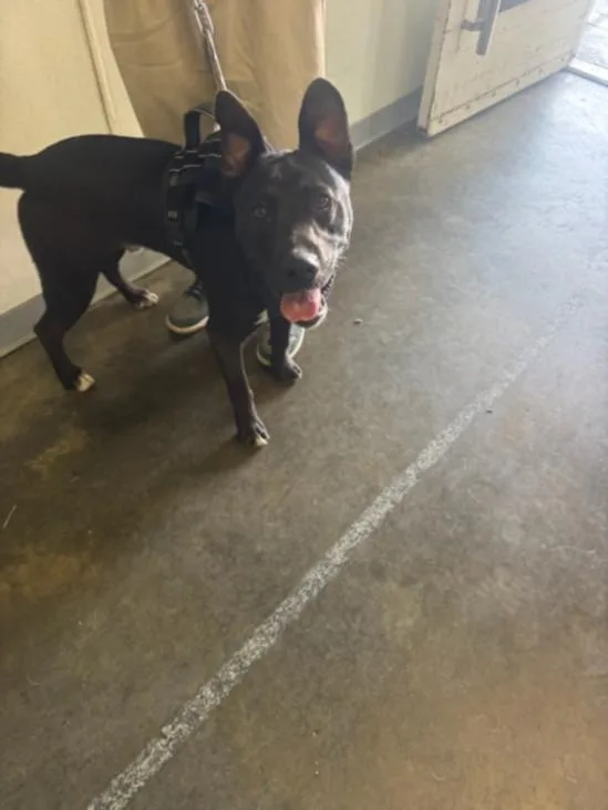 A young large-sized male Pit Bull Terrier dog named Night for adoption in Los Angeles, CA