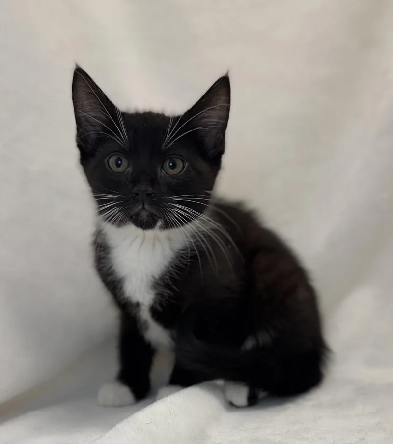 A baby medium-sized female Black & White / Tuxedo Domestic Short Hair cat named Camille for adoption in Greensboro, NC