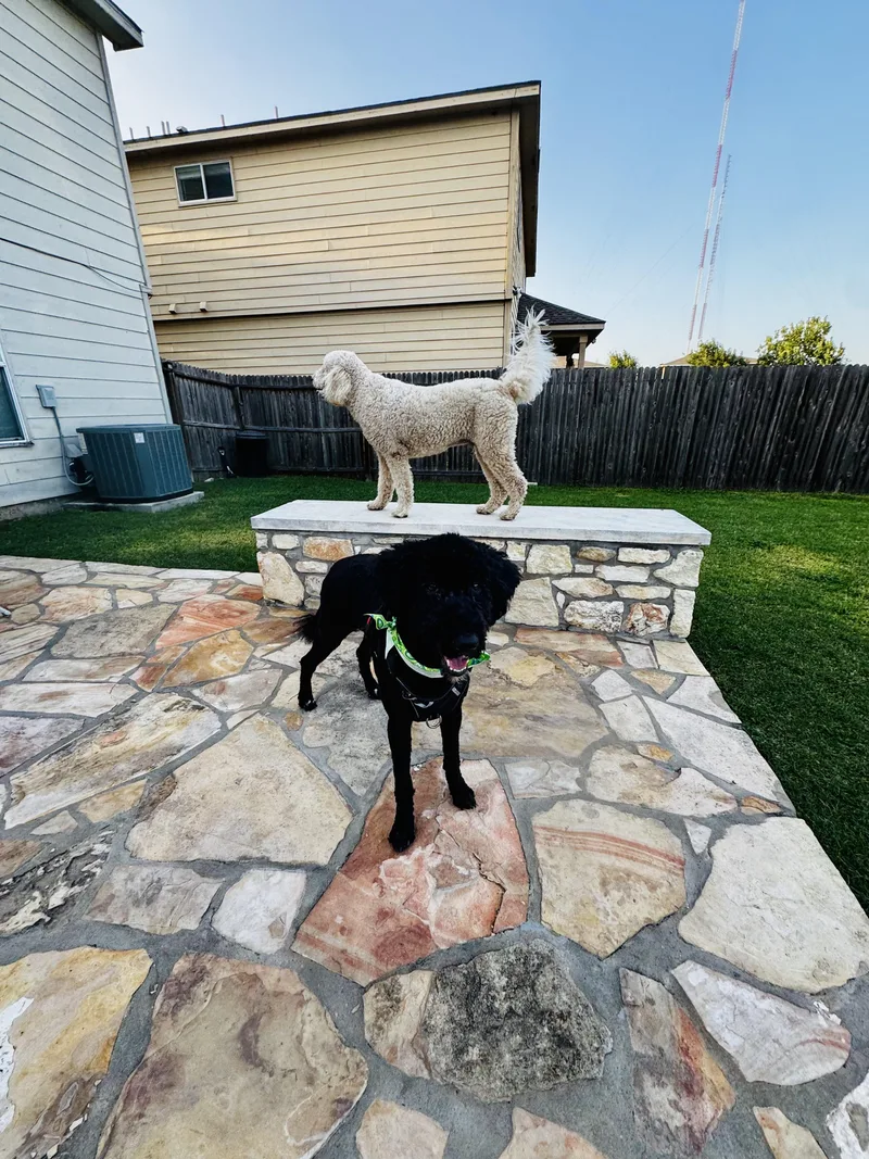 A young medium-sized female Poodle dog named Luna for adoption in San Antonio, TX