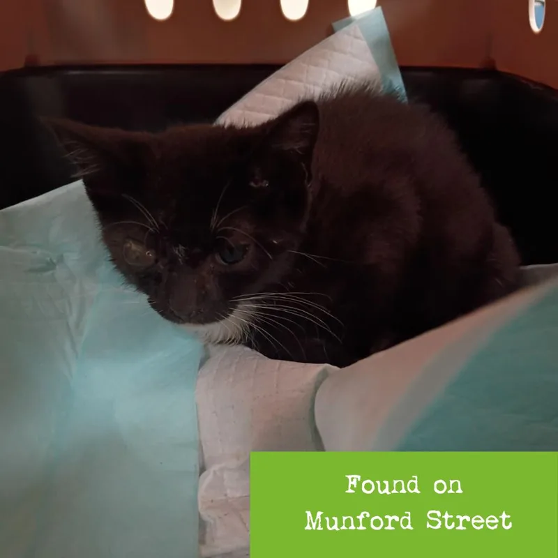 A baby small-sized female Black Domestic Short Hair cat named Affinity for adoption in Lynchburg, VA