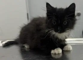 A baby medium-sized female Black & White / Tuxedo Domestic Long Hair cat named Minerva for adoption in Pella, IA