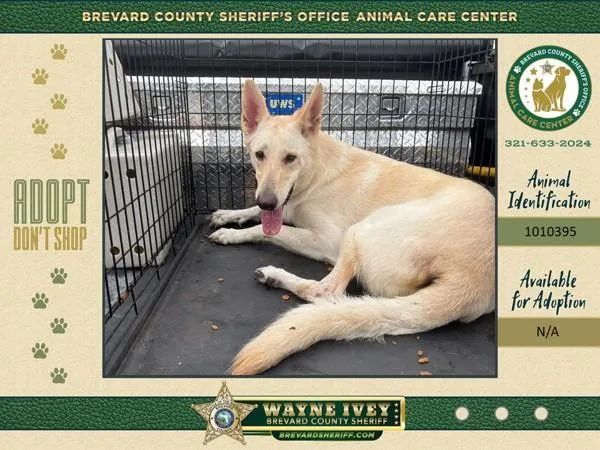 An adult large-sized female German Shepherd Dog dog named Bella for adoption in Melbourne, FL