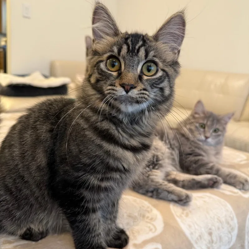 A young small-sized female Gray / Blue / Silver Domestic Medium Hair cat named Amelia for adoption in Los Angeles, CA
