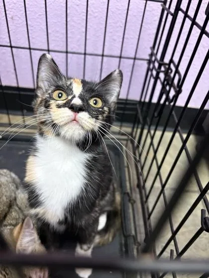 A baby small-sized female Black Domestic Short Hair cat named 61579055 for adoption in El Paso, TX