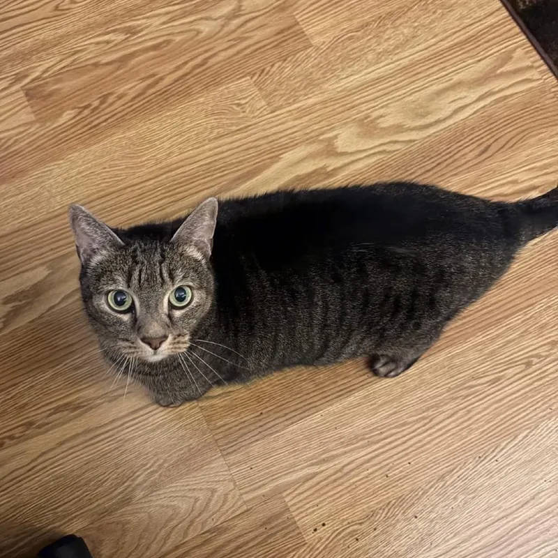 A senior large-sized female Brown / Chocolate Domestic Short Hair cat named Shirley for adoption in Naperville, IL
