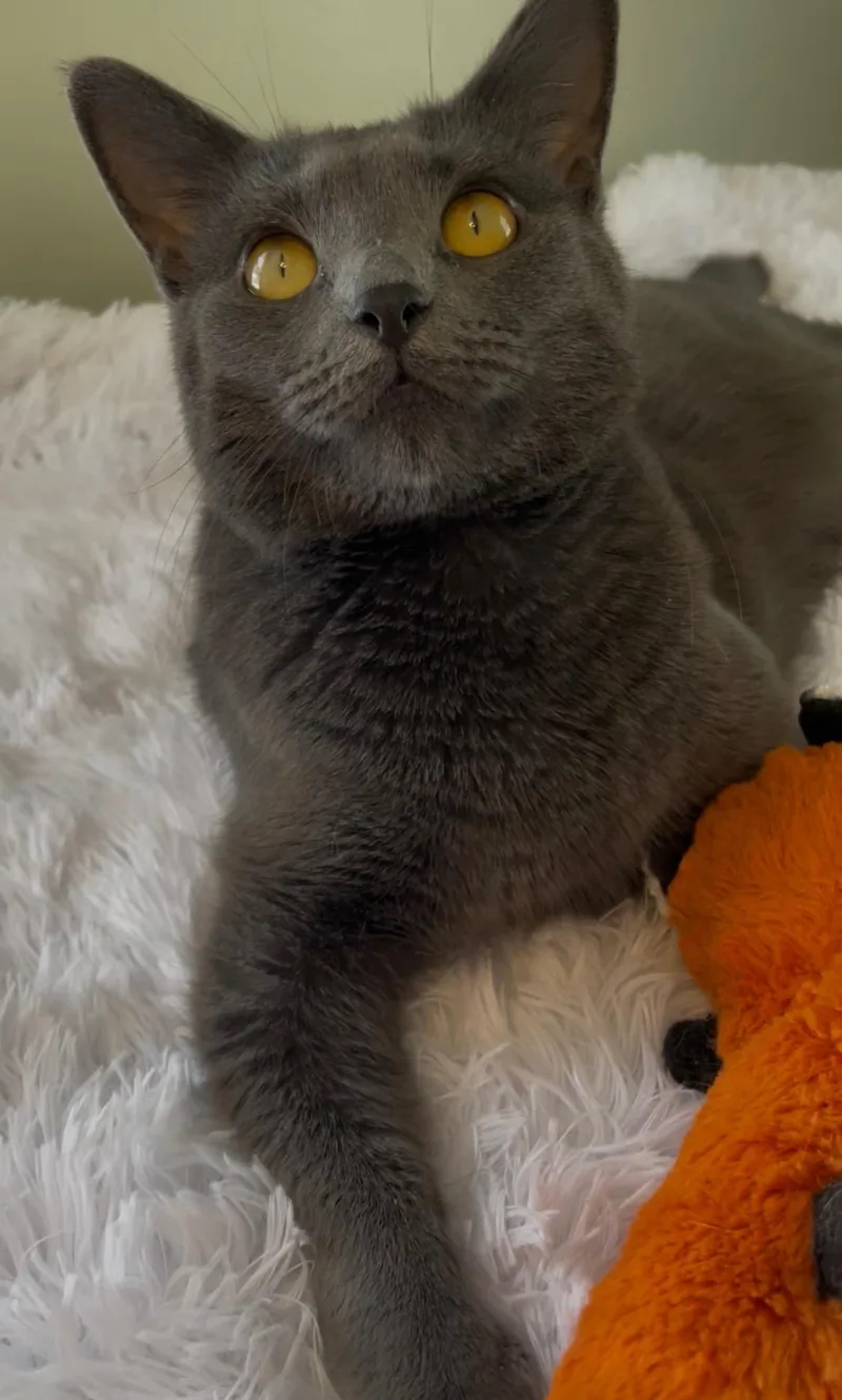 Charlie Girl thumbnail 2