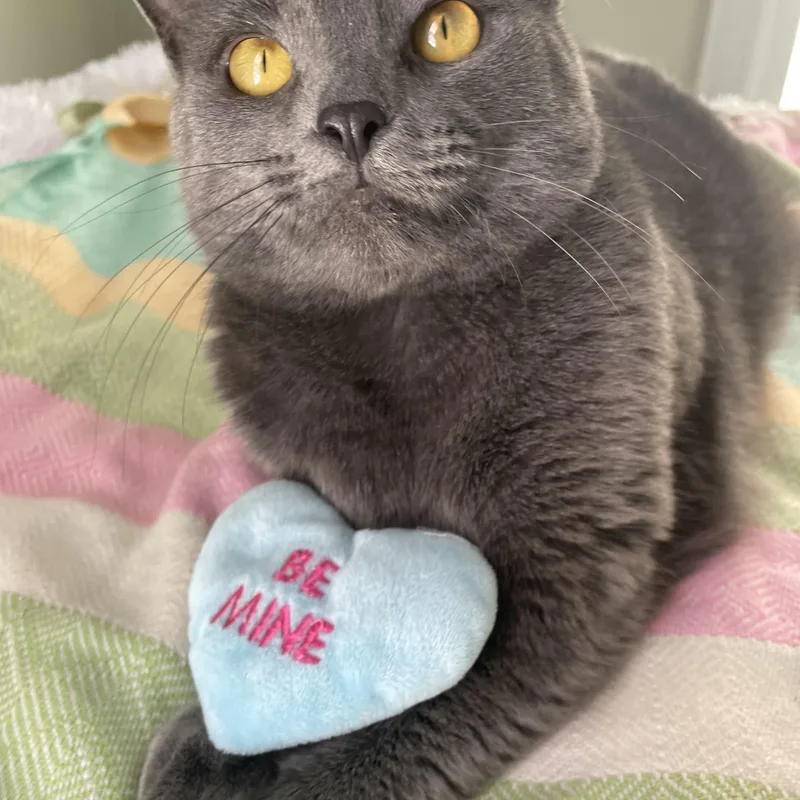 Charlie Girl thumbnail 3