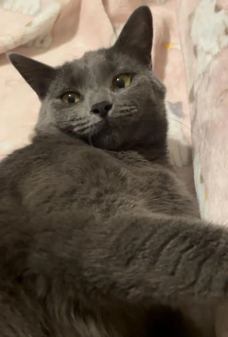 Charlie Girl thumbnail 5