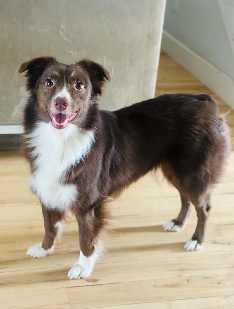 An adult medium-sized female Australian Shepherd dog named Jenny for adoption in Oklahoma City, OK
