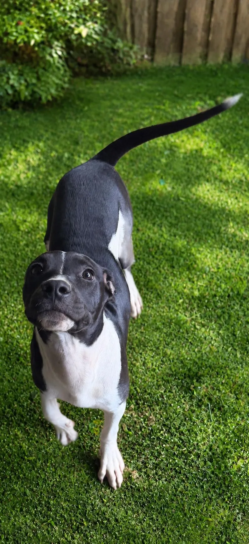 A baby medium-sized female Labrador Retriever dog named Ember for adoption in Carmel, NY