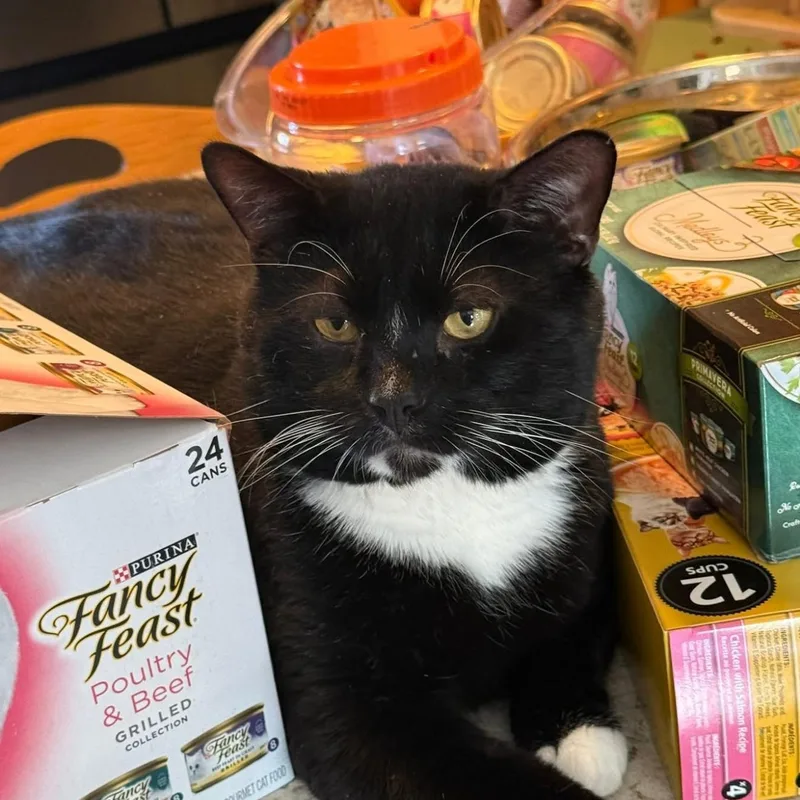 An adult extra large-sized male American Shorthair cat named Lucas for adoption in Newark, NJ