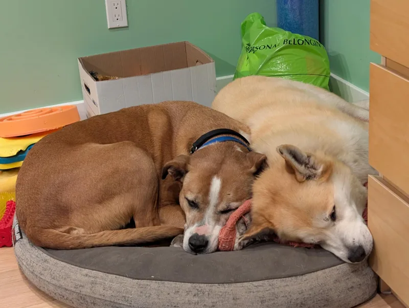 A senior large-sized male Yellow / Tan / Blond / Fawn Boxer dog named Buddy And Bandit  for adoption in Andover, MA