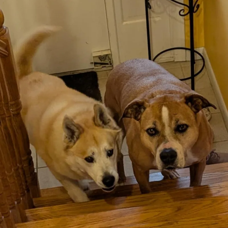 Buddy And Bandit  thumbnail 4
