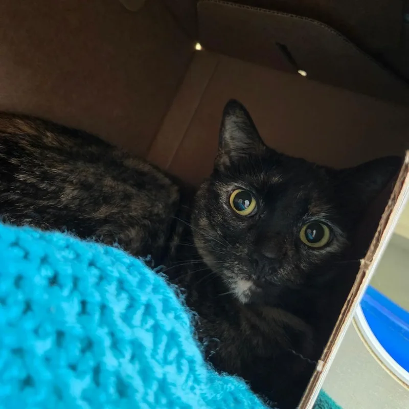 An adult medium-sized female Tortoiseshell Domestic Short Hair cat named Minnie for adoption in West Olive, MI