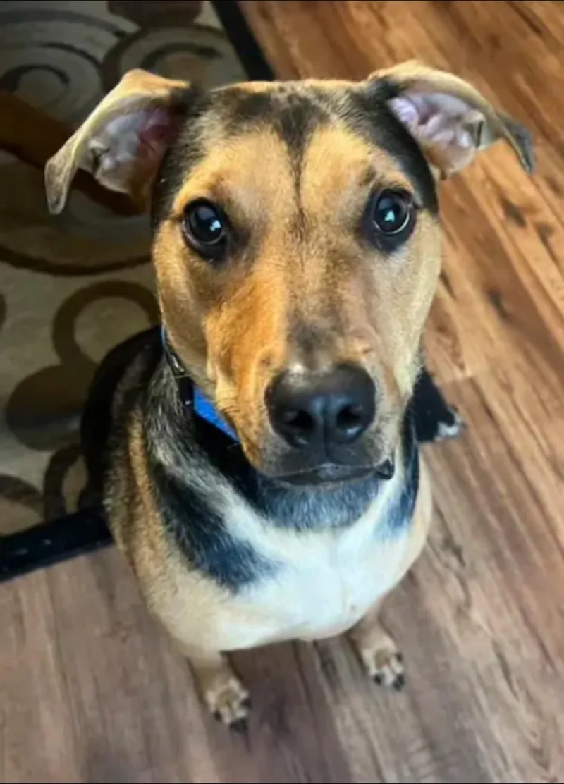 An adult medium-sized male Hound dog named Otis for adoption in Garden Valley, ID