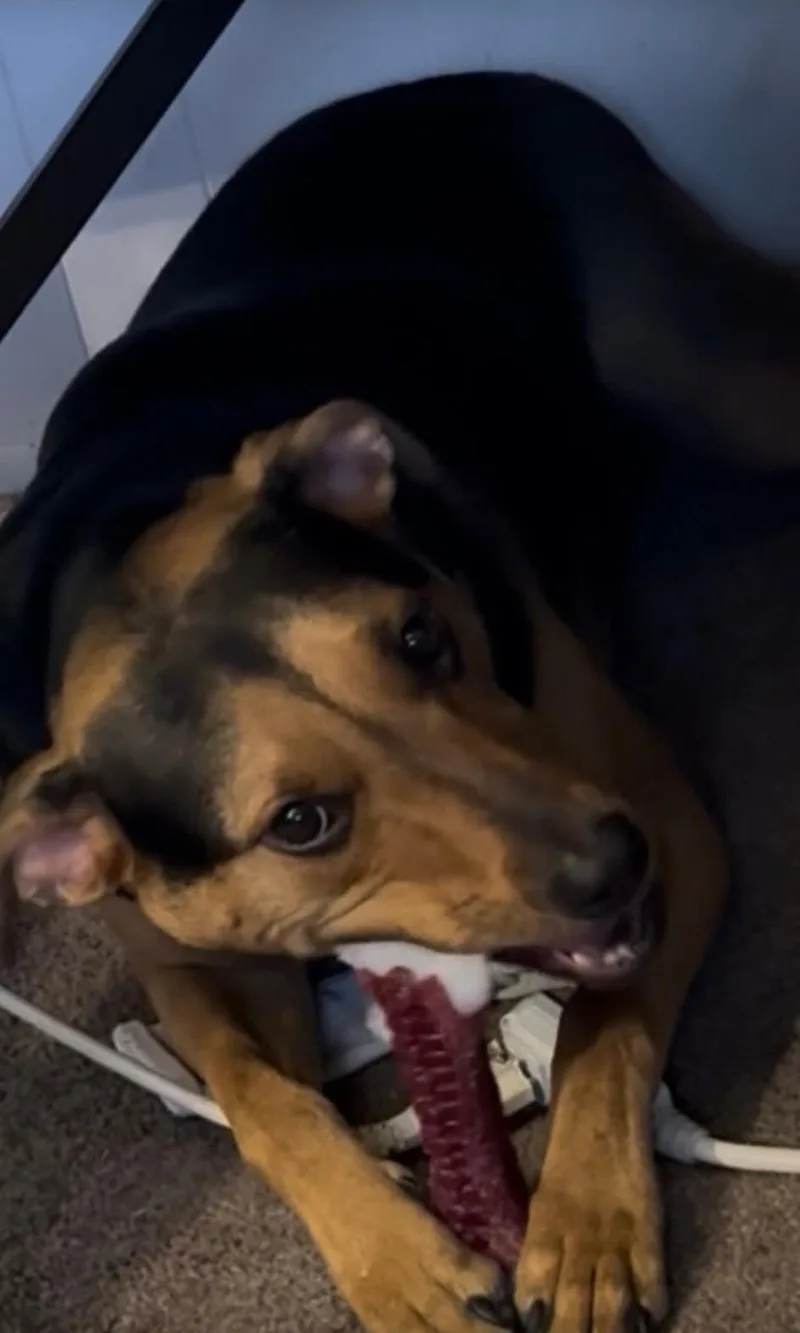 Otis thumbnail 3