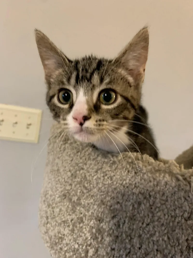 A baby medium-sized male Tabby (Tiger Striped) Domestic Short Hair cat named Hughie for adoption in Chambersburg, PA