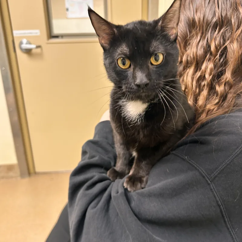 A young medium-sized male Black Domestic Short Hair cat named Crispy for adoption in Myerstown, PA