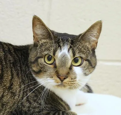 An adult medium-sized female Domestic Short Hair cat named Rhythm for adoption in Westland, MI