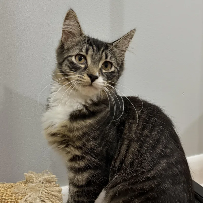 A baby medium-sized female Tabby (Brown / Chocolate) Domestic Medium Hair cat named Bambi for adoption in Colonia, NJ