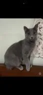 An adult small-sized male Domestic Short Hair cat named Reggie fka Omelette for adoption in West Chester, PA