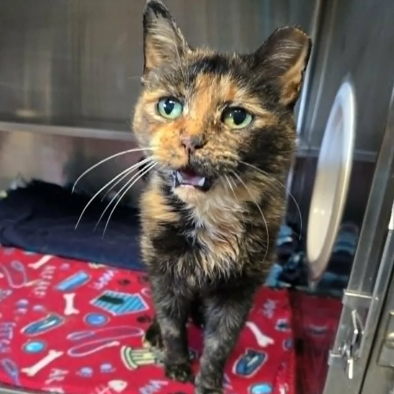 A senior medium-sized female Tortoiseshell Domestic Short Hair cat named Marceline for adoption in Watertown, WI
