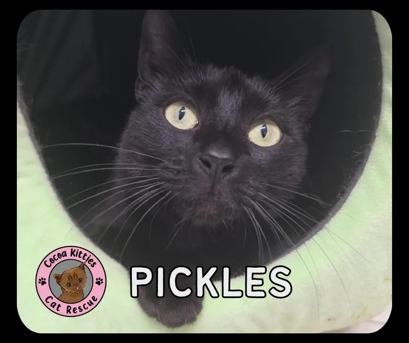 An adult medium-sized female Domestic Short Hair cat named Pickles for adoption in Hershey, PA