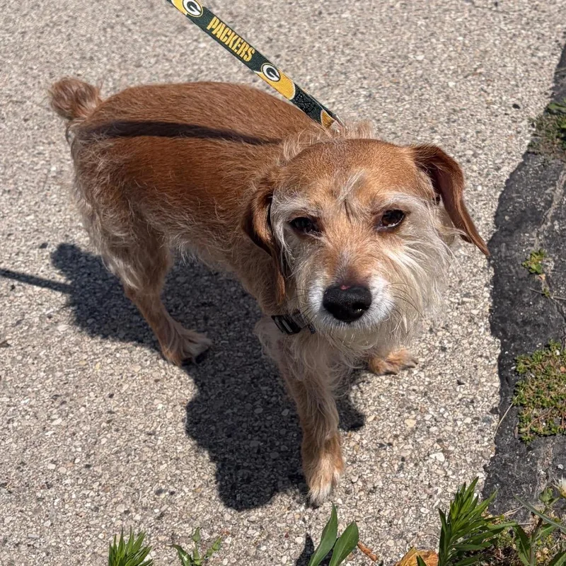 A senior small-sized male Brown / Chocolate Mixed Breed dog named Franklin for adoption in Waukesha, WI