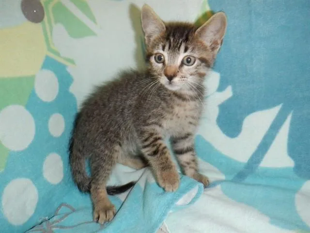 A baby small-sized male Domestic Short Hair cat named Raul for adoption in San Jose, CA