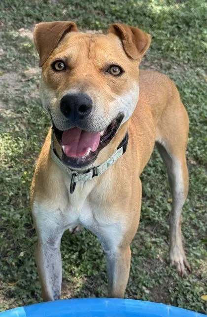 An adult medium-sized male Labrador Retriever dog named Billie for adoption in San Antonio, TX