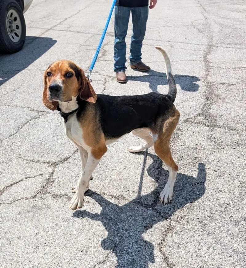 An adult medium-sized male Tricolor (Brown, Black, & White) Treeing Walker Coonhound dog named Hershal for adoption in Maysville, KY