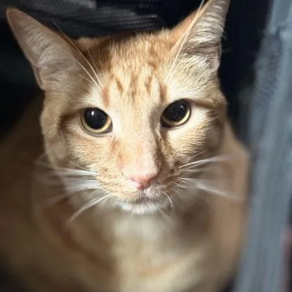 Gizmo