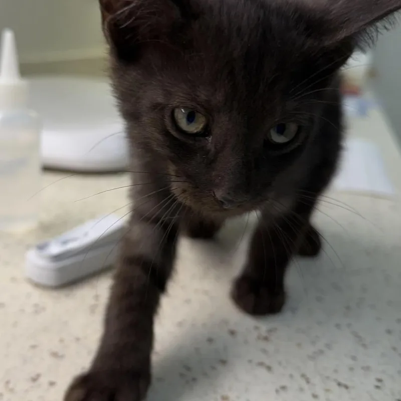 A baby small-sized male Black Domestic Short Hair cat named Lars for adoption in Auburn, AL