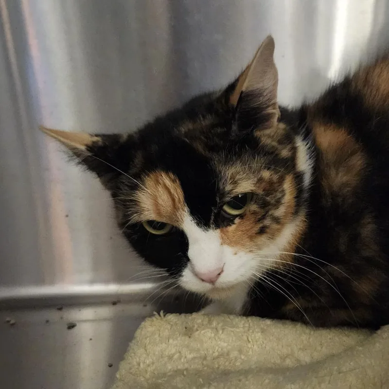 A young medium-sized female Calico Domestic Short Hair cat named Catwoman for adoption in Columbia Station, OH