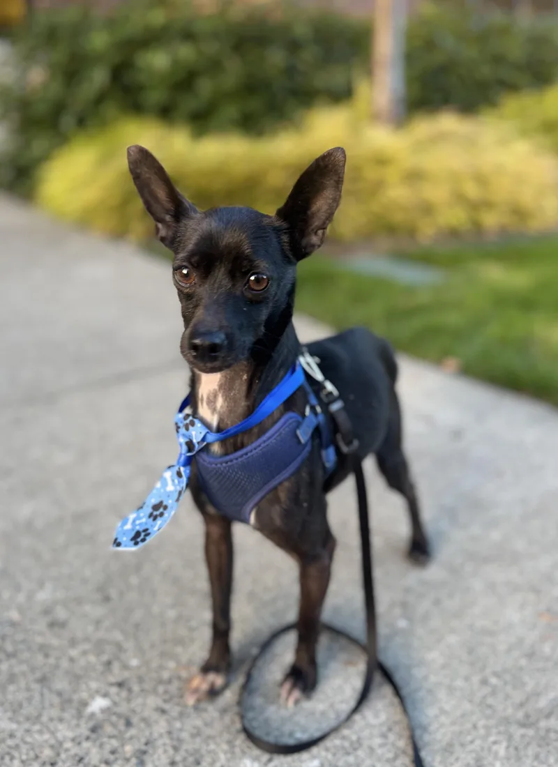 An adult small-sized male Chihuahua dog named Jackson for adoption in lynnwood , WA