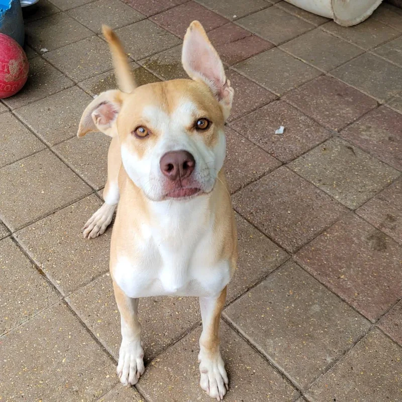 Pepe Le Pew thumbnail 2