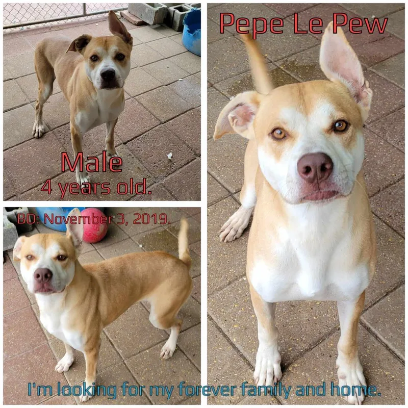 Pepe Le Pew thumbnail 3