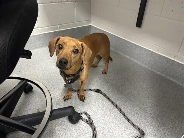 An adult small-sized female Dachshund dog named Millie for adoption in Ocala, FL