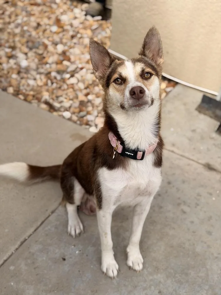 A young large-sized female Siberian Husky dog named Mama Kira for adoption in Pleasant Hill, CA