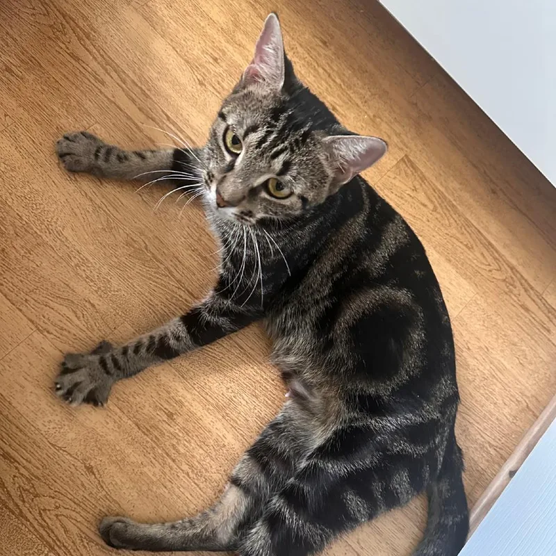 A young medium-sized female Bengal cat named Tarragon for adoption in Port Richey, FL