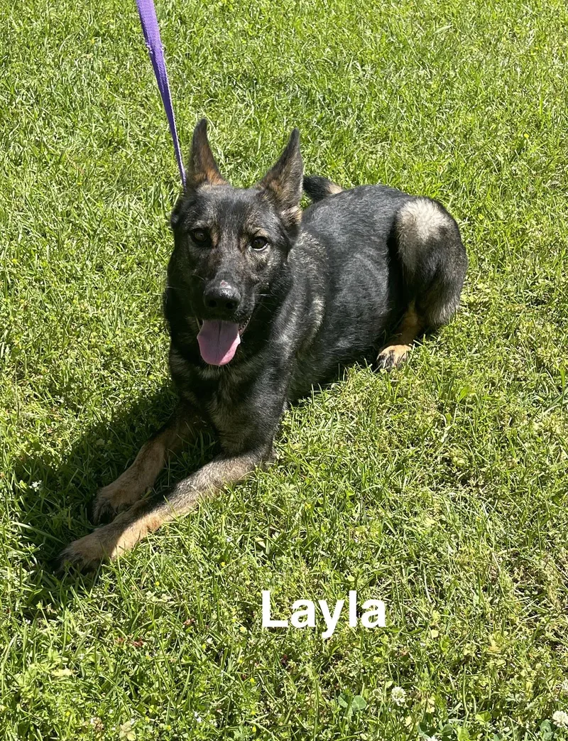 Layla