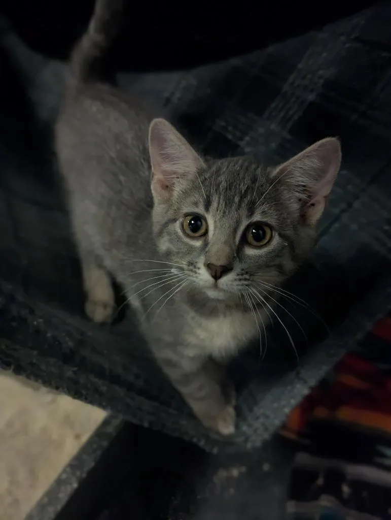 A baby medium-sized female Domestic Short Hair cat named April for adoption in St. Cloud, MN