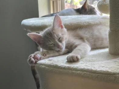 Hershey's thumbnail 4